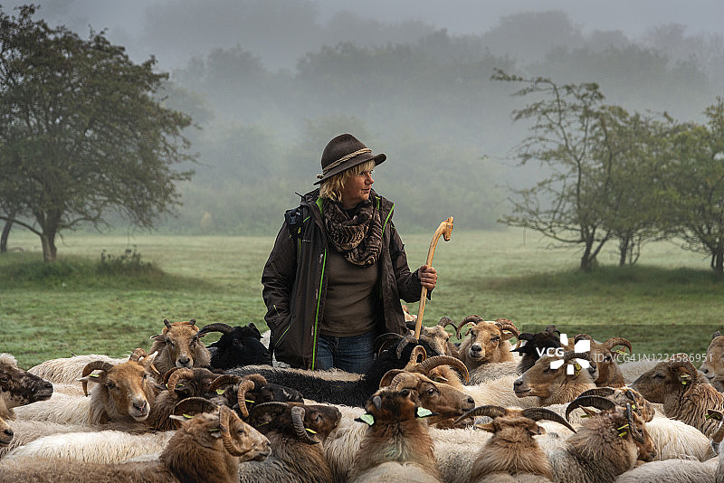 雾蒙蒙的日出时分，女牧羊人和羊群在树林里图片素材