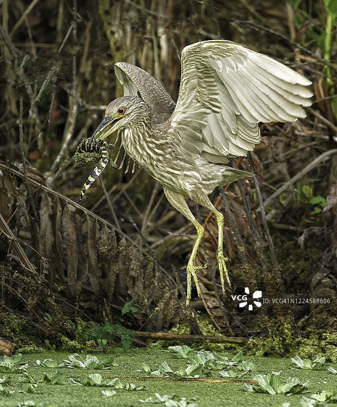 黑顶夜鹭幼鸟与短吻鳄幼崽图片素材