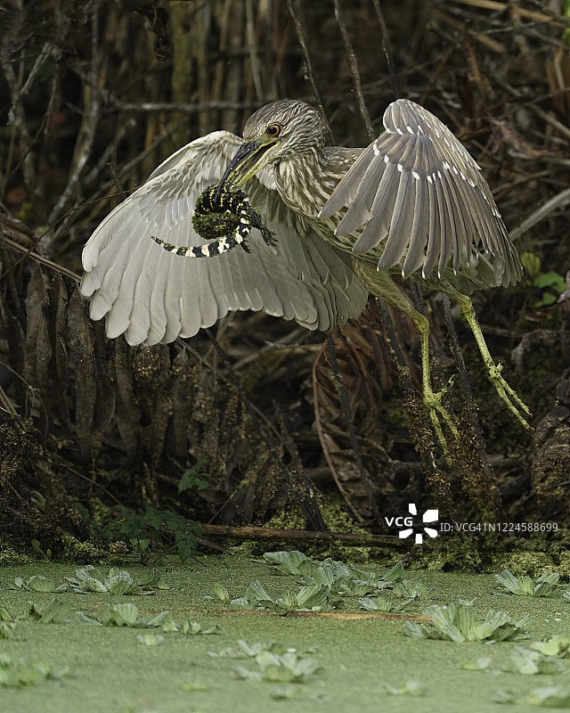 夜鹭捕食短吻鳄幼崽图片素材