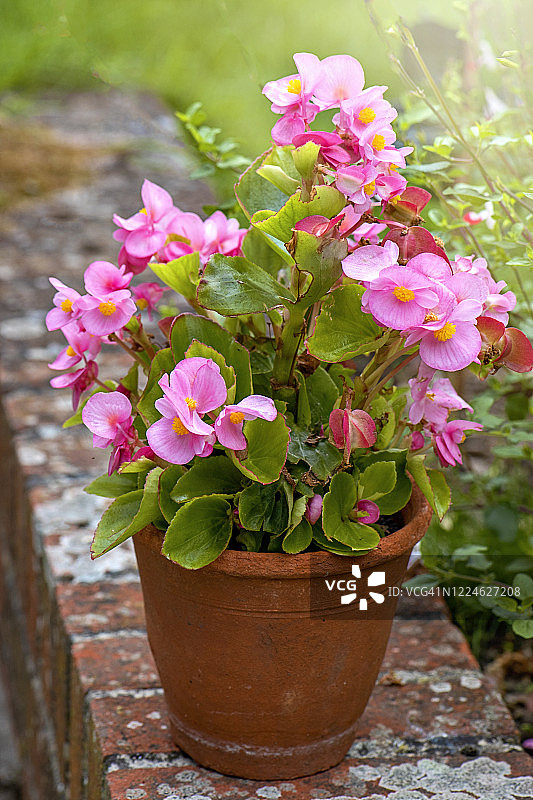 露台花园里的粉色四季海棠特写图片素材