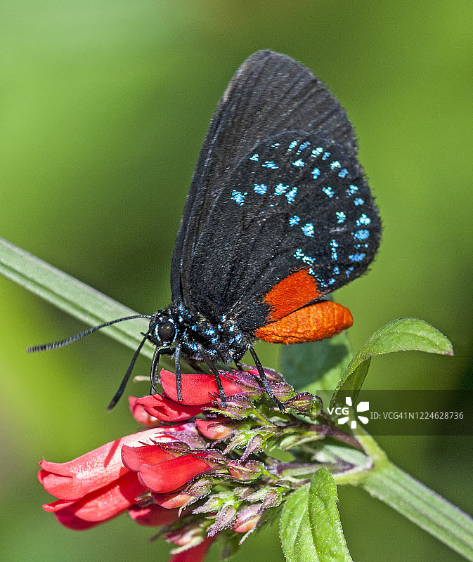 阿塔拉凤蝶（Eumaeas atala）在珊瑚蒲公英花上采蜜图片素材
