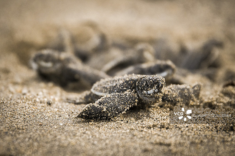小海龟图片素材