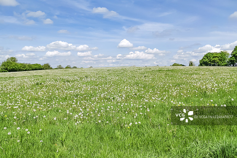 阳光明媚的草地和蒲公英图片素材