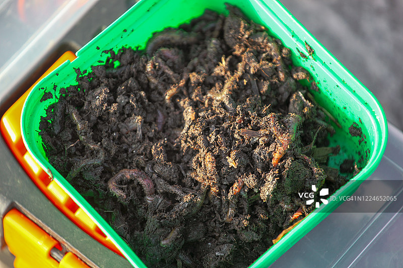 海虫海钓经典鱼饵图片素材