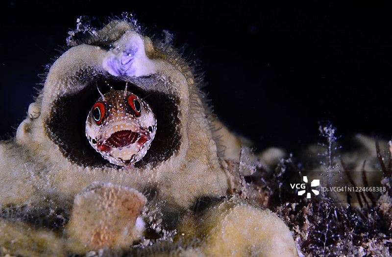 点状布莱尼鱼图片素材