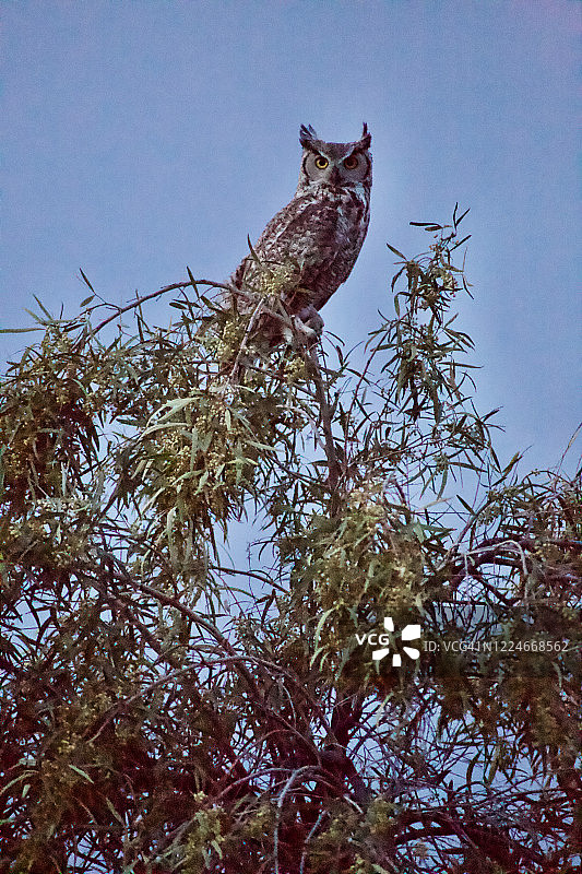 树上的美洲雕鸮看着镜头图片素材