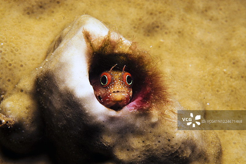 点状布莱尼鱼图片素材