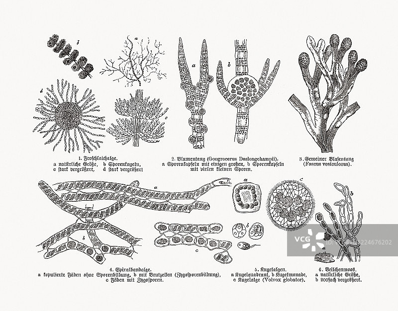 海藻，1893年木刻版画图片素材