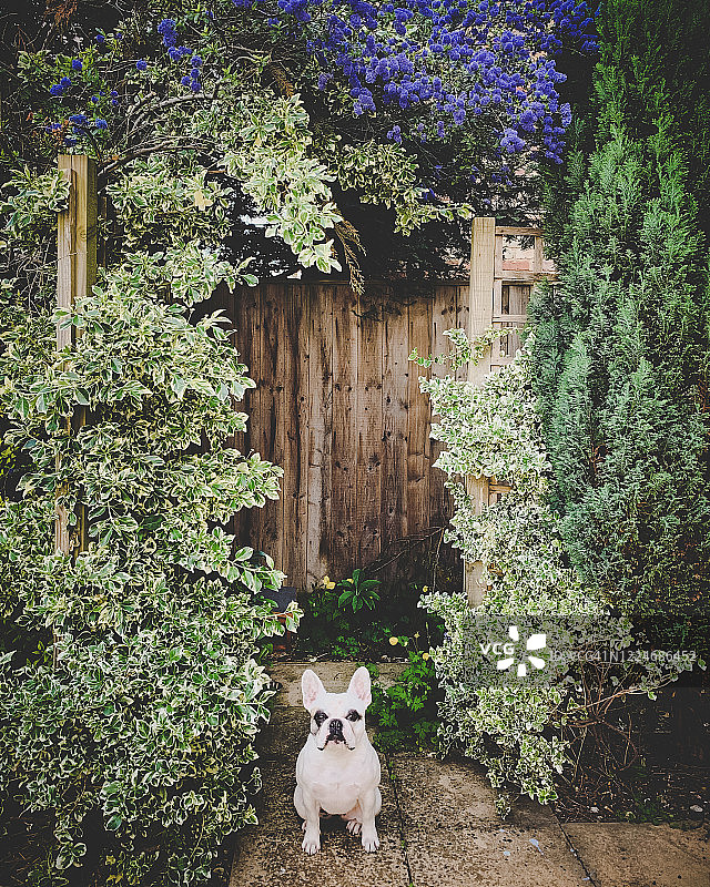 法国斗牛犬在家中花园入口处等待图片素材