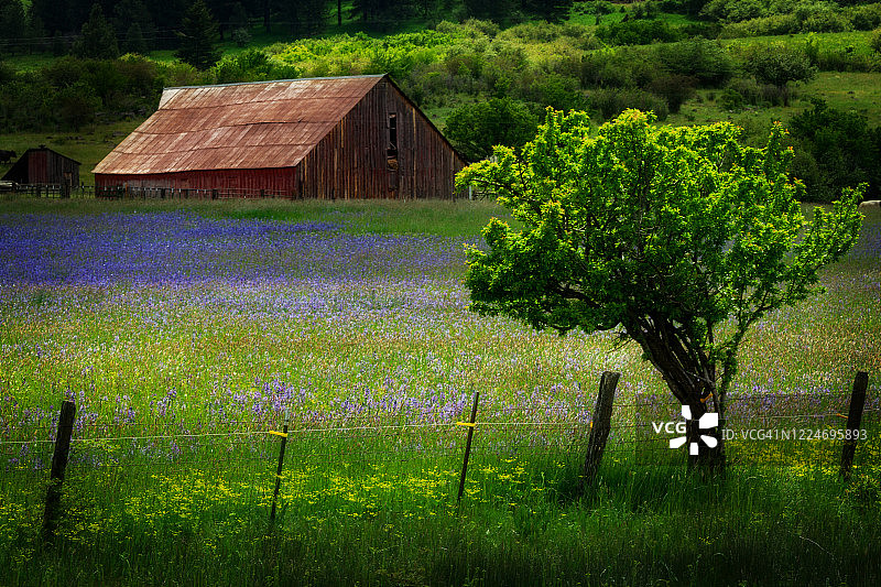 爱达荷州格兰奇维尔，篱笆旁的孤独树，紫色卡马百合花田和旧谷仓图片素材