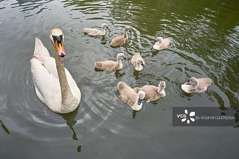 五月里带着幼崽的天鹅图片素材