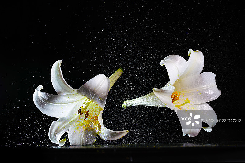 高速同步捕捉到的飞溅水花与白色百合花图片素材