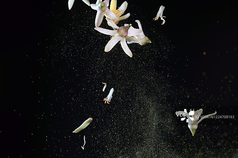 高速同步拍摄的空中飞舞的白色柠檬花图片素材