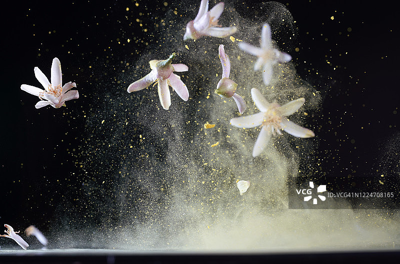 高速同步拍摄的空中飞舞的白色柠檬花图片素材