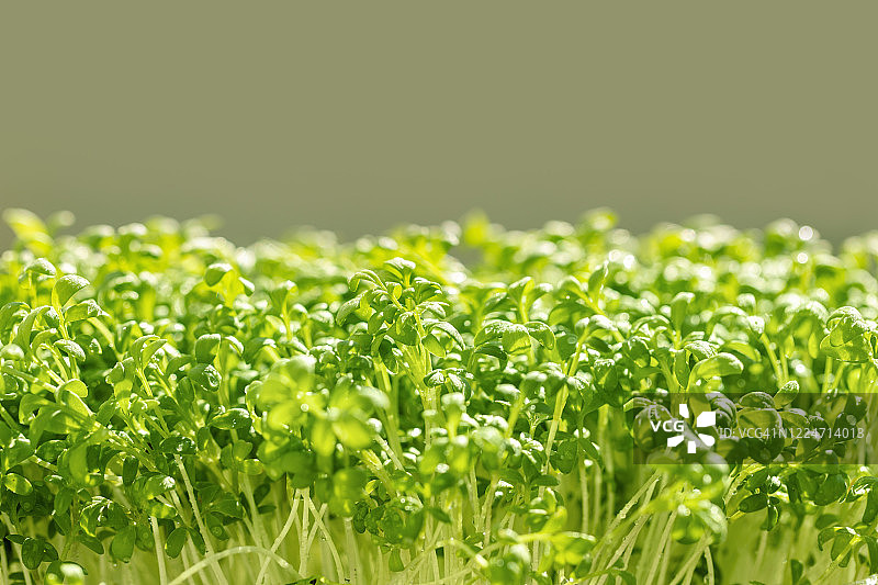 豆瓣菜苗微距照片图片素材