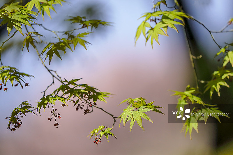新鲜的枫叶图片素材