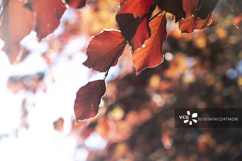 紫红色山毛榉树叶图片素材