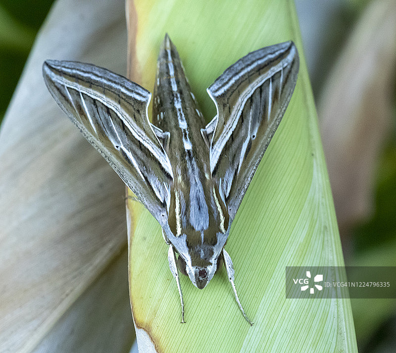 afternoon光线下停留在树叶上的Impatiens天蛾俯视图图片素材