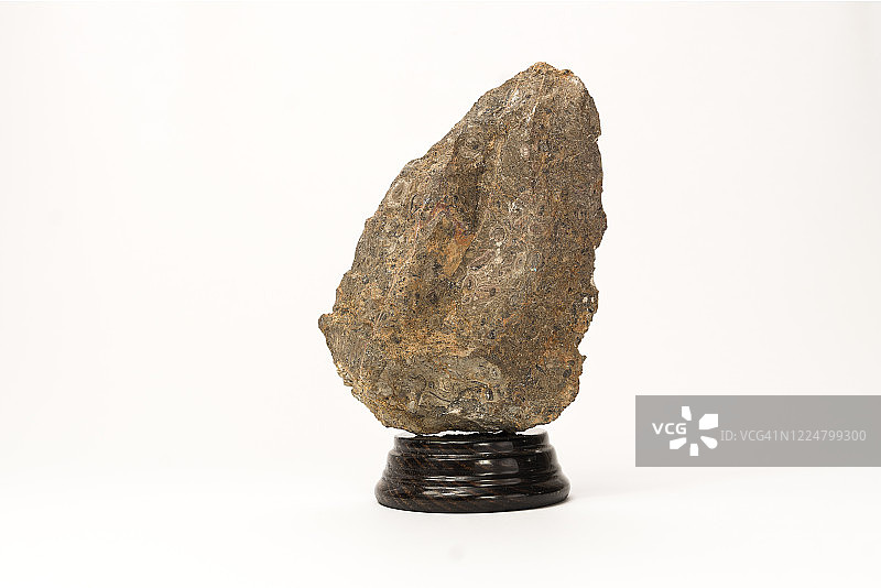 天然岩石标本：白底的Nummulitic石灰石碎片，复制空间图片素材