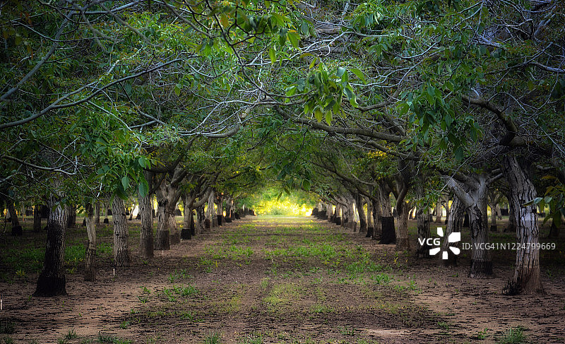 核桃树林图片素材