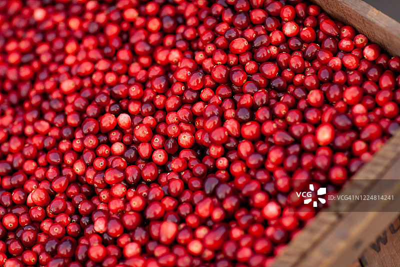 装满新鲜蔓越莓的板条箱图片素材