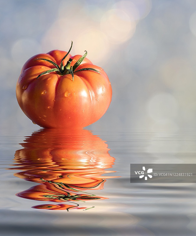 阳光照耀下的水面番茄图片素材