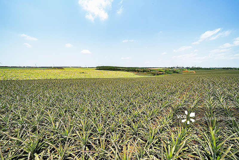 种植园里的菠萝图片素材