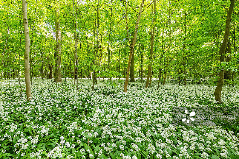 春回大地图片素材