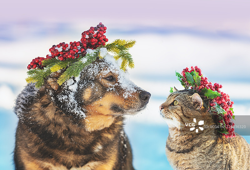 戴圣诞花环的可爱猫狗雪地场景图片素材