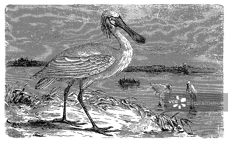 白琵鹭图片素材