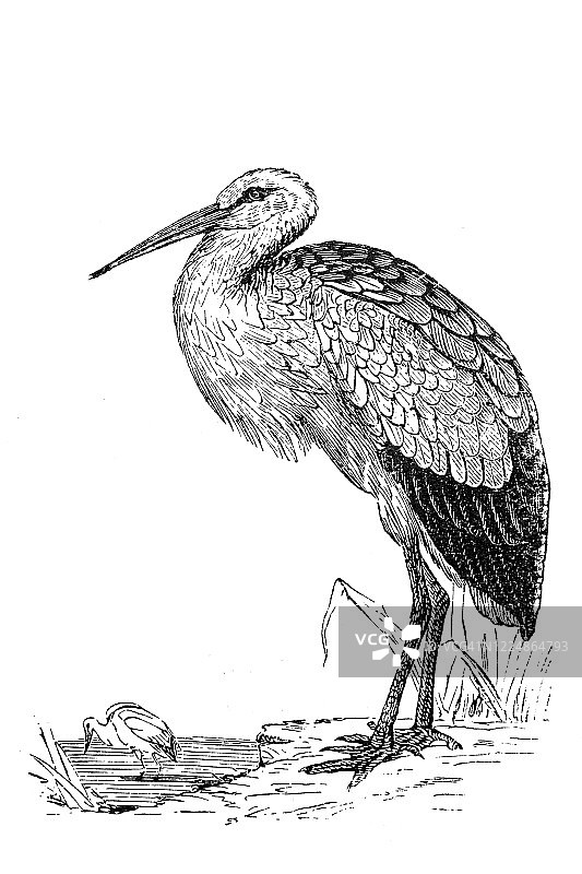 白鹳(白鹳)图片素材