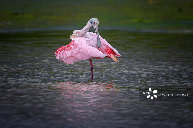 粉红琵鹭在佛罗里达州圣ibel岛的J. N. "Ding" Darling国家野生动物保护区雨前梳理羽毛图片素材