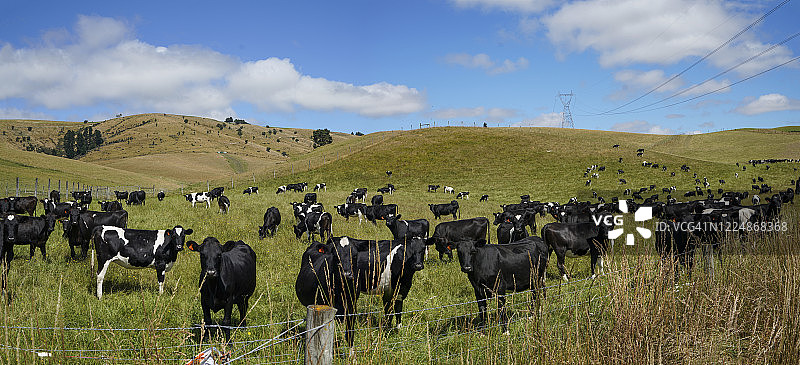 草地上荷斯坦奶牛，位于新西兰杰拉尔丁-费尔利公路的牧场图片素材