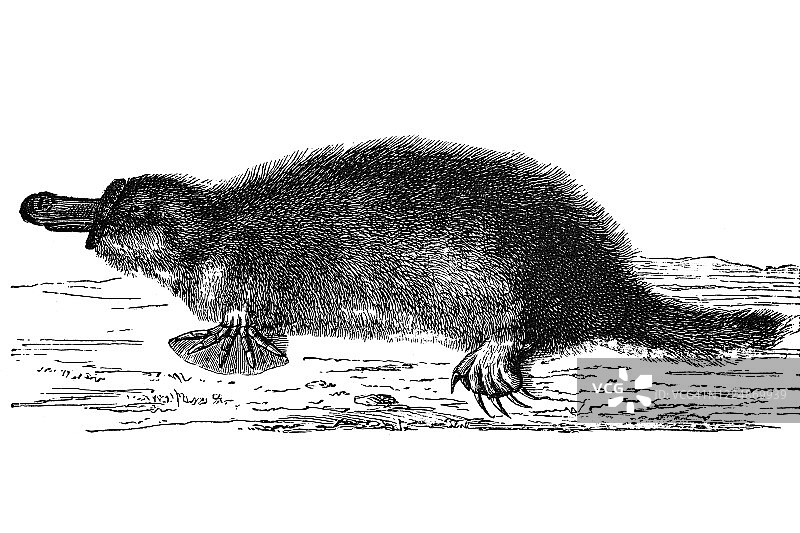 鸭嘴兽 - 有袋动物，单孔目，贫齿动物的古老雕刻插图图片素材