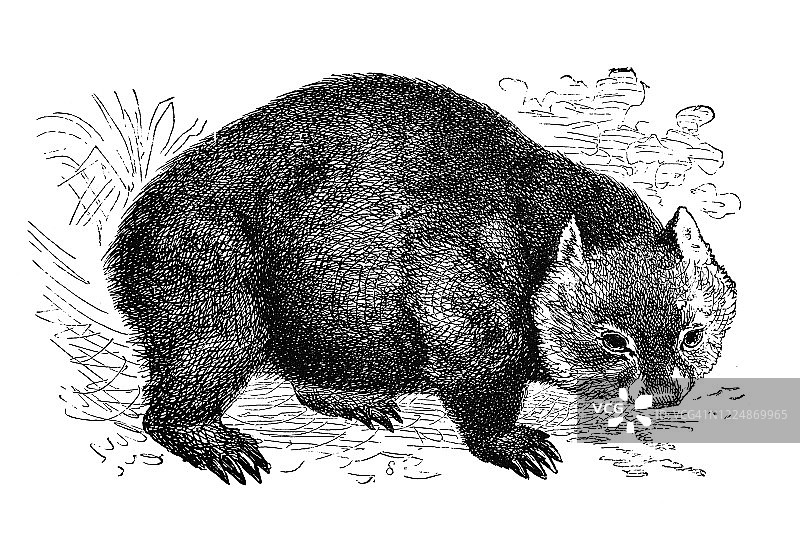 老式雕刻插画：袋熊图片素材