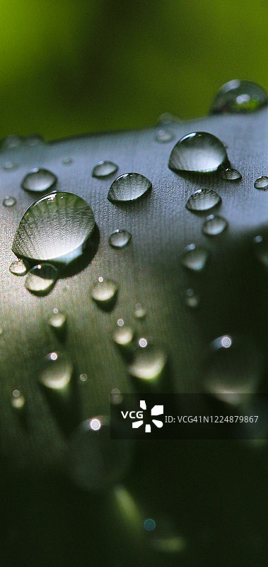 香蕉叶上的水滴图片素材