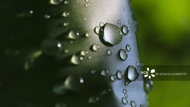 香蕉叶上的雨滴图片素材