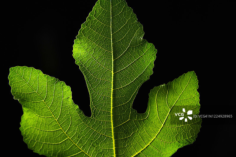 榕树叶特写图片素材