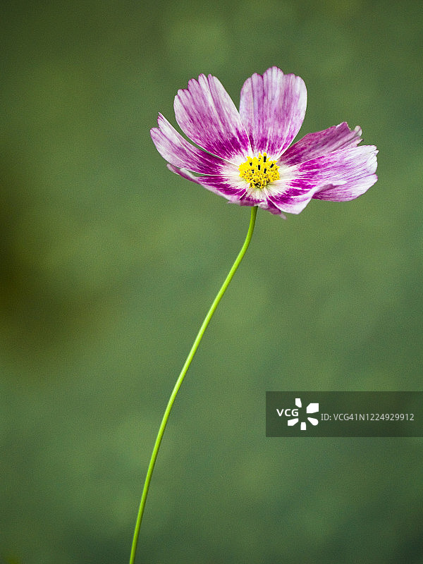 宇宙的花图片素材
