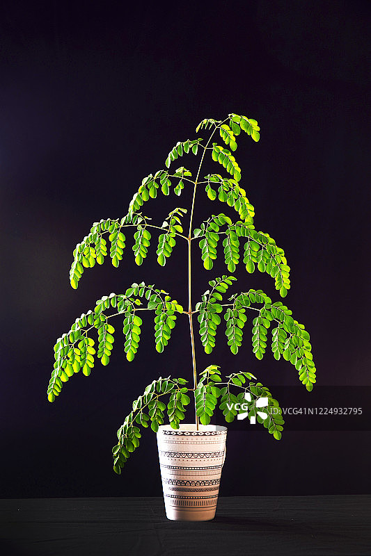 辣木叶图片素材