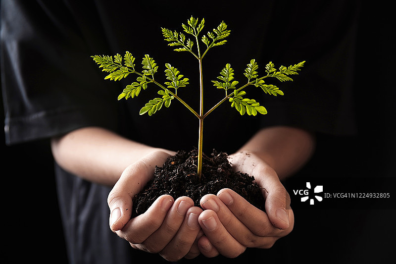 手持辣木叶图片素材