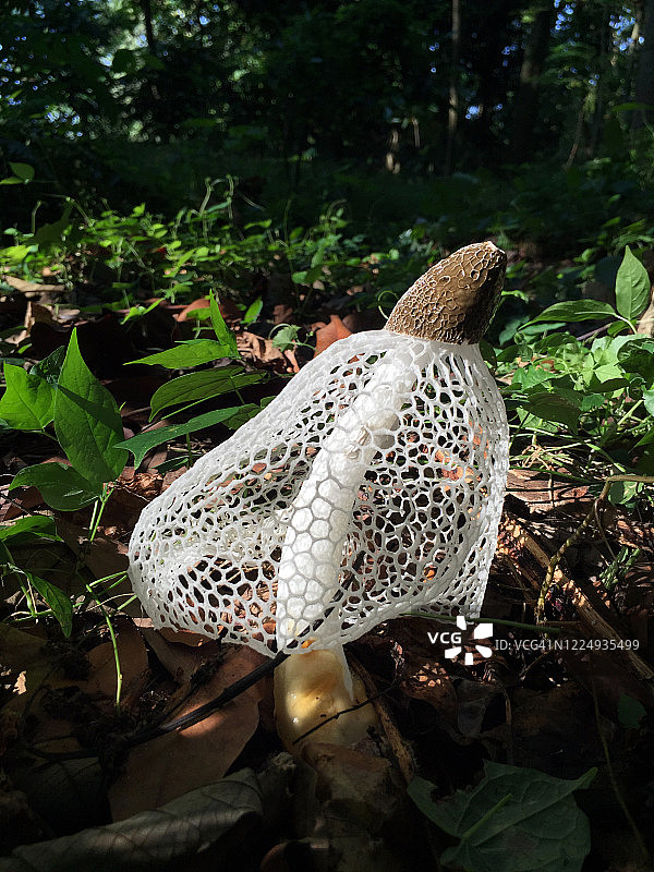 鬼笔菌图片素材