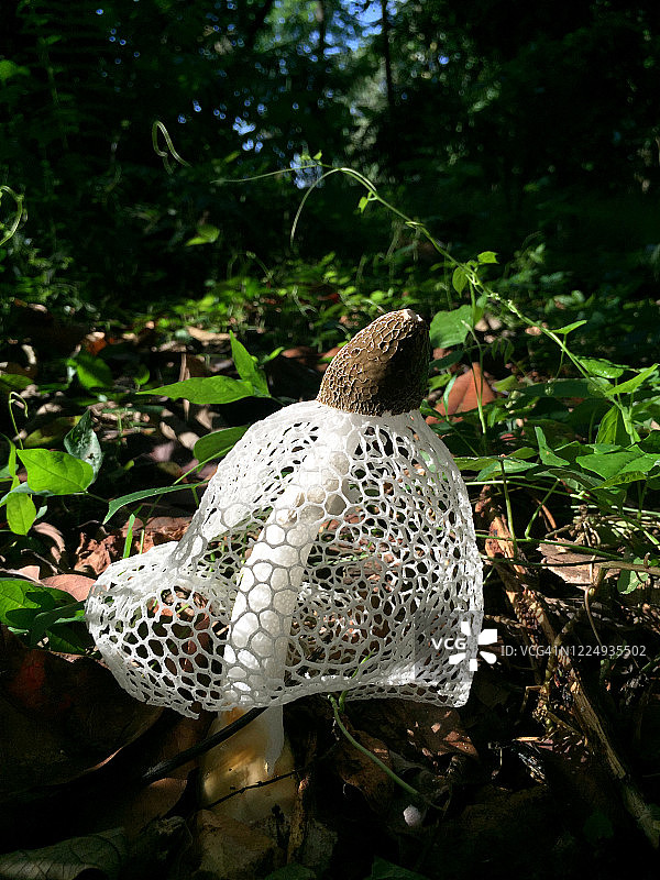 鬼笔菌图片素材