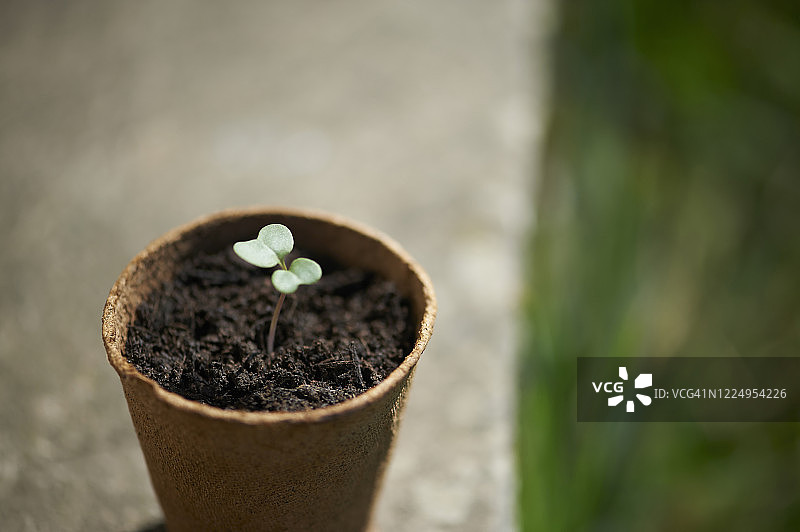 在可降解塑料盆中生长的西兰花幼苗图片素材