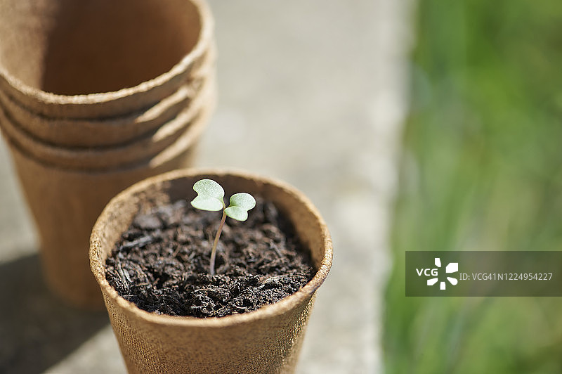 在户外塑料盆中生长的西兰花幼苗图片素材