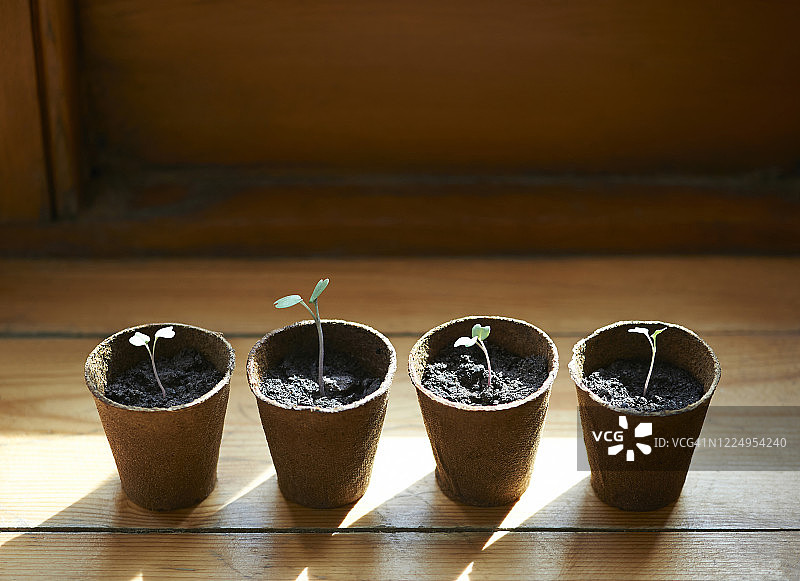 在无塑料花盆中发芽的西兰花幼苗图片素材