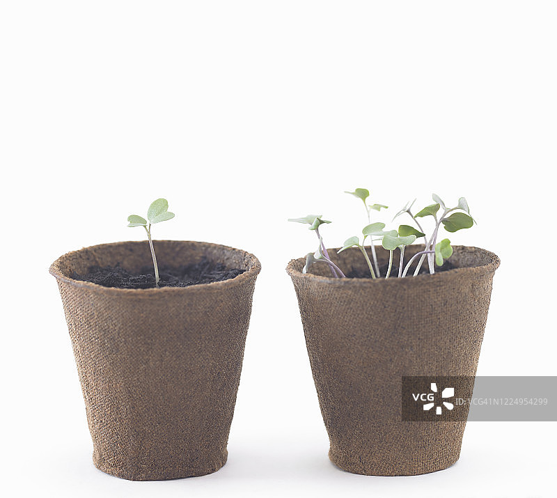 在可降解塑料花盆中生长的西兰花幼苗图片素材
