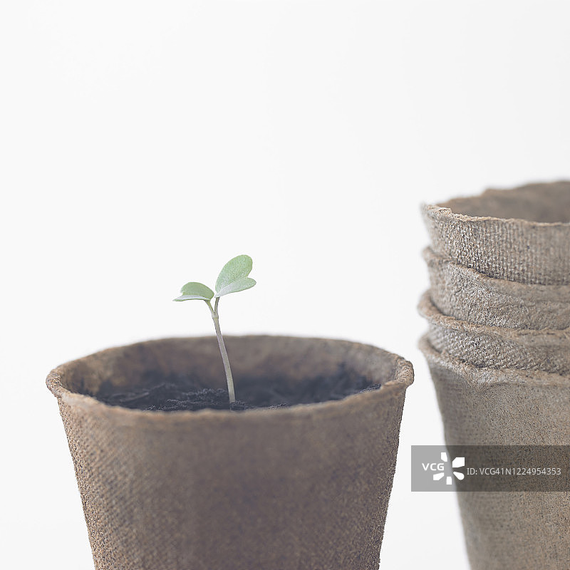 白色背景下，置于无塑料可堆肥盆中的单株西兰花幼苗图片素材