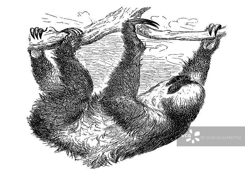 二趾树懒古老雕刻插图图片素材