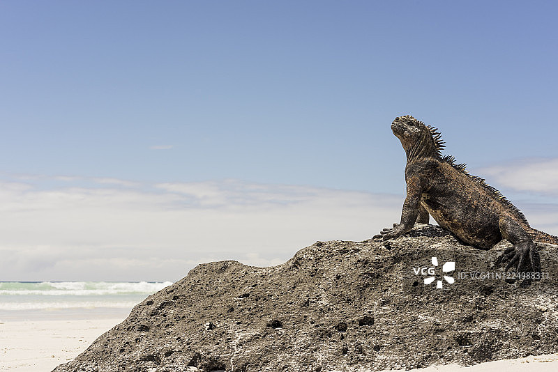 在圣克鲁斯岛托图加湾海滩岩石上休息的海鬣蜥图片素材